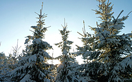 Pine trees in the snow